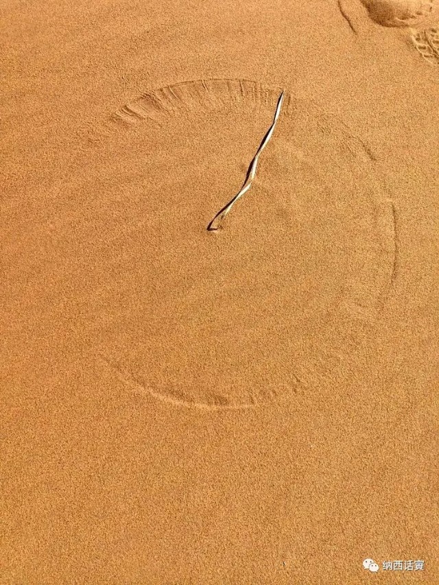 叶紫被雷劈穿越到异界,关于叶紫的穿越小说