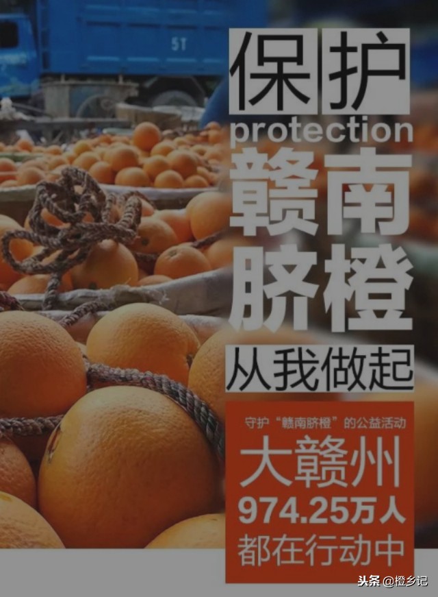 真正的正宗赣南脐橙,吃到假脐橙