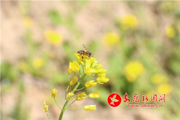 平利县：蜜蜂花间采蜜忙，酿出好“钱”景