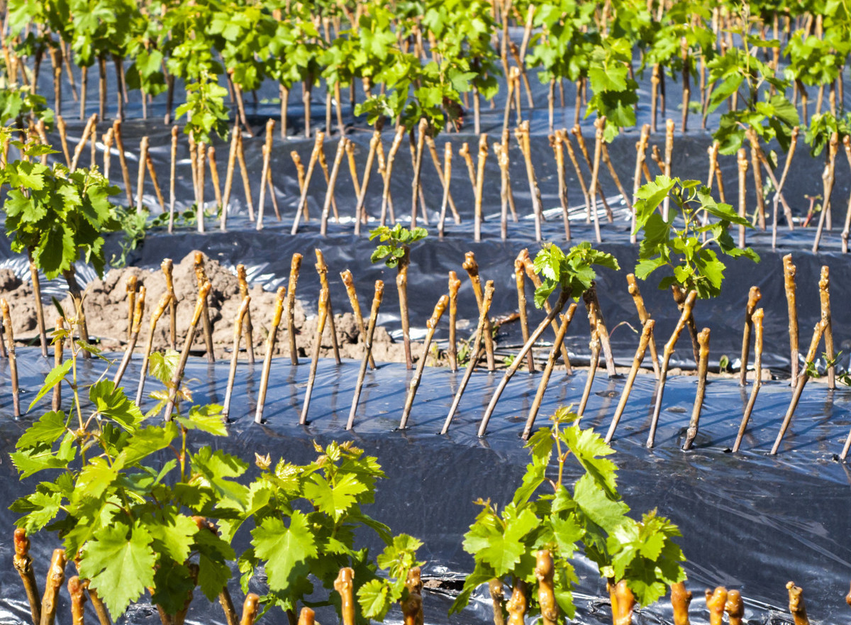 自己可以扦插的树有哪些,所有树木都可以高枝生根吗