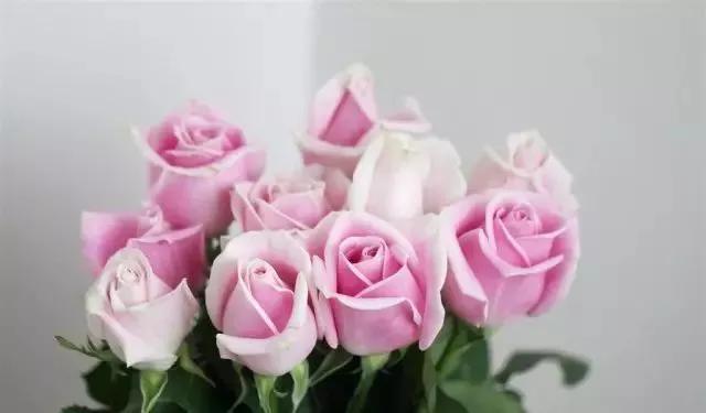 玫瑰花有哪些品种,玫瑰花有哪些品种大全