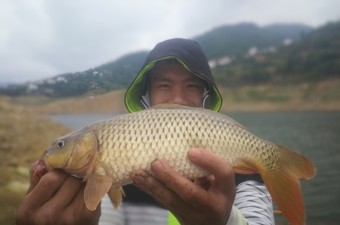 对付鲤鱼绝招图解,对付鲤鱼最好的办法