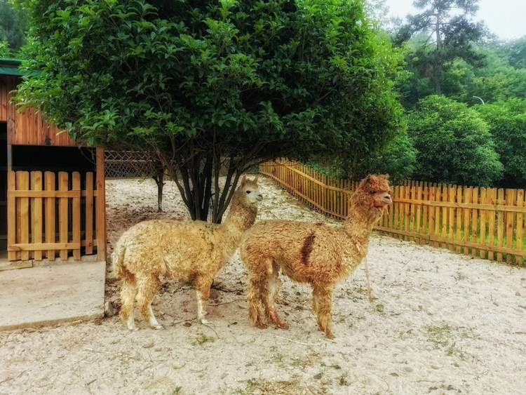 茅山宝盛园周边游玩,茅山宝盛园所有游乐设施