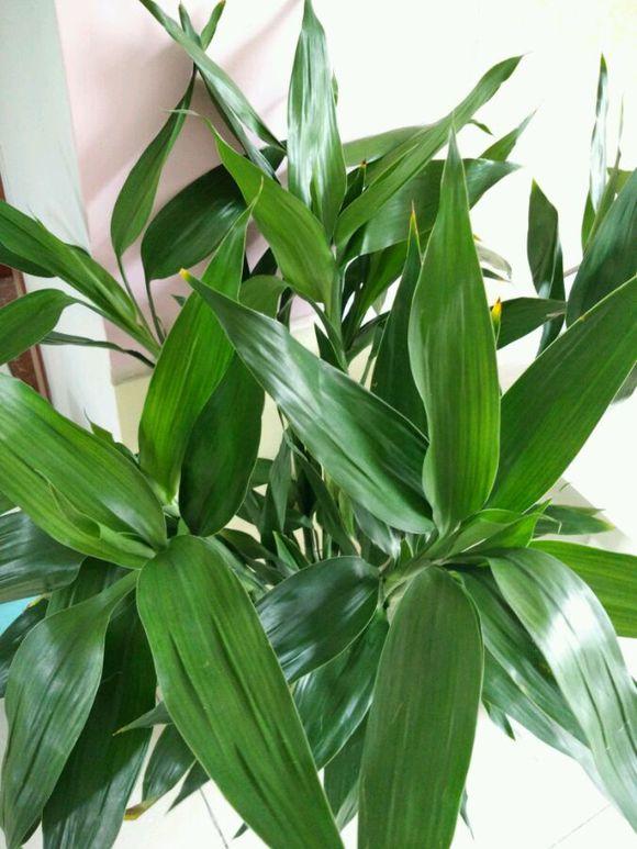 买回家的富贵竹黄叶是什么原因呀,富贵竹黄叶怎么补救最快