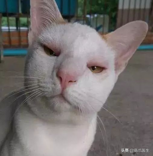猫被蜜蜂蜇了涂什么好,猫咪被蜜蜂蜇了怎么办
