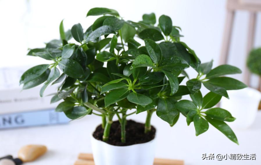 八方来财的养法,八方来财有黄叶怎么修剪