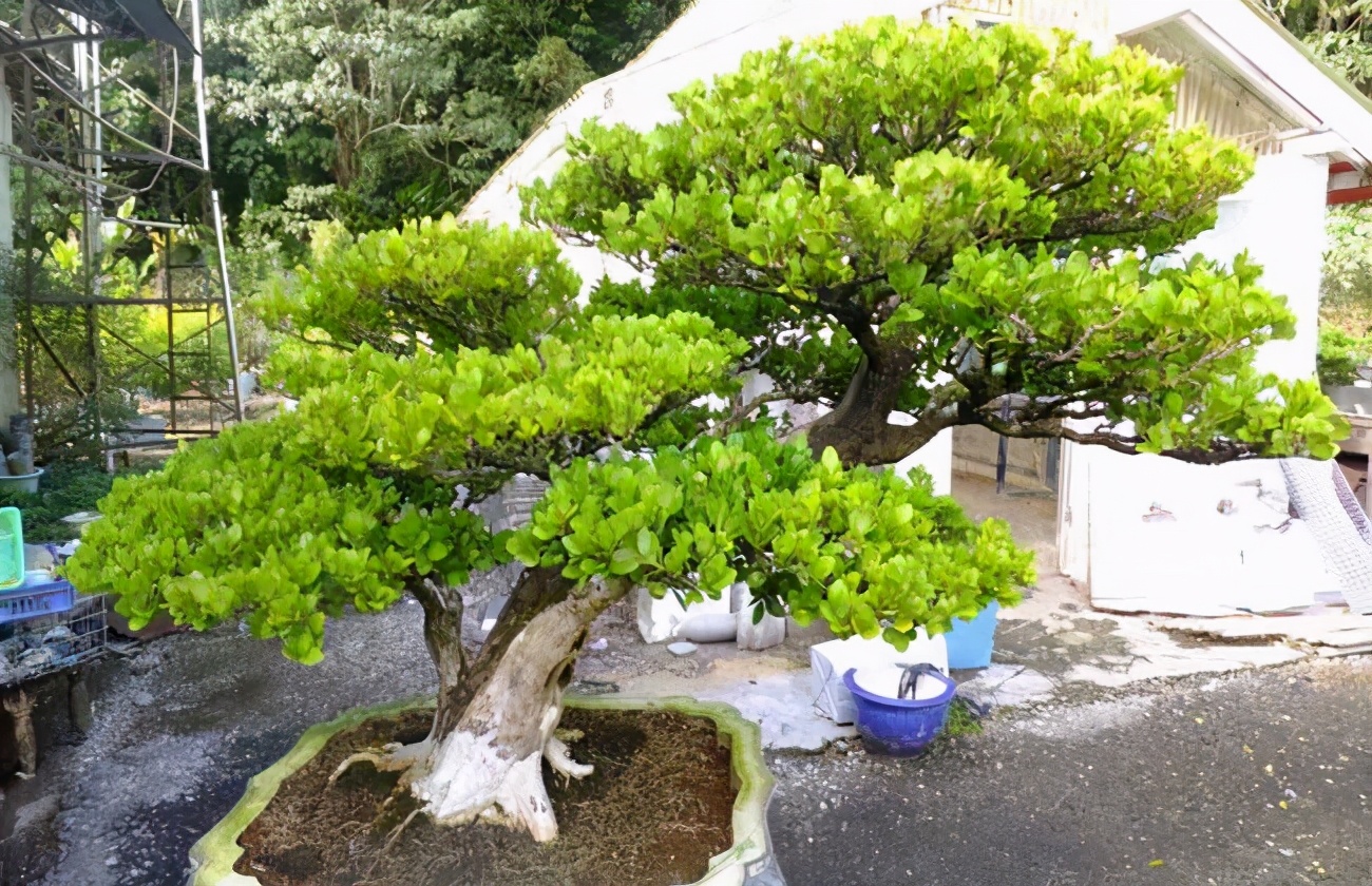 院子镇宅最吉利的三种花,新宅买什么花寓意好