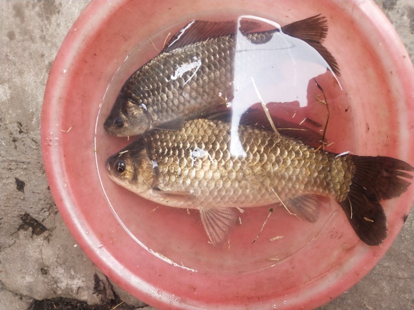 活水河钓鲫鱼用什么饵料,水草多的河钓鱼