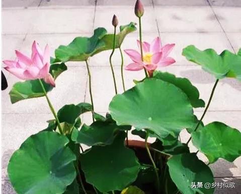 观赏荷花应该怎么种植才是正确的,荷花是出淤泥而不染的吗