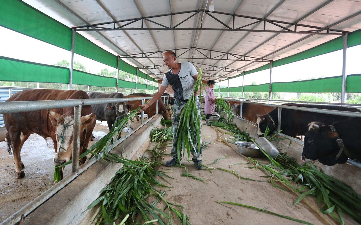 乡村振兴下的农村创业前景分析,乡村振兴山区农业出路在哪里
