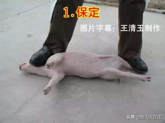 母猪做手术教程,小母猪去势能和疫苗同时进行吗