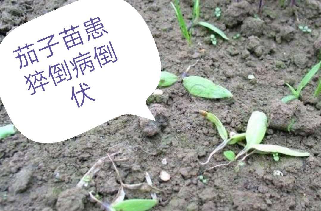茄子苗发病用什么农药防治,茄子苗的病怎么治疗最好