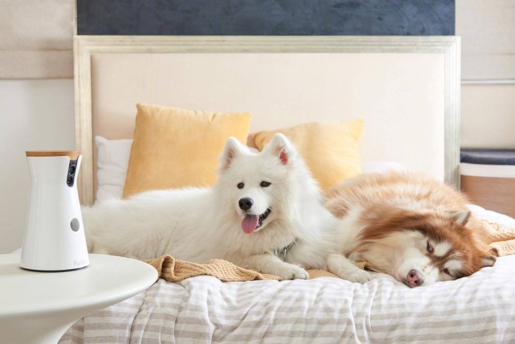 绝育猫咪乱尿的原因和处理方法,绝育之后还是乱尿怎么办