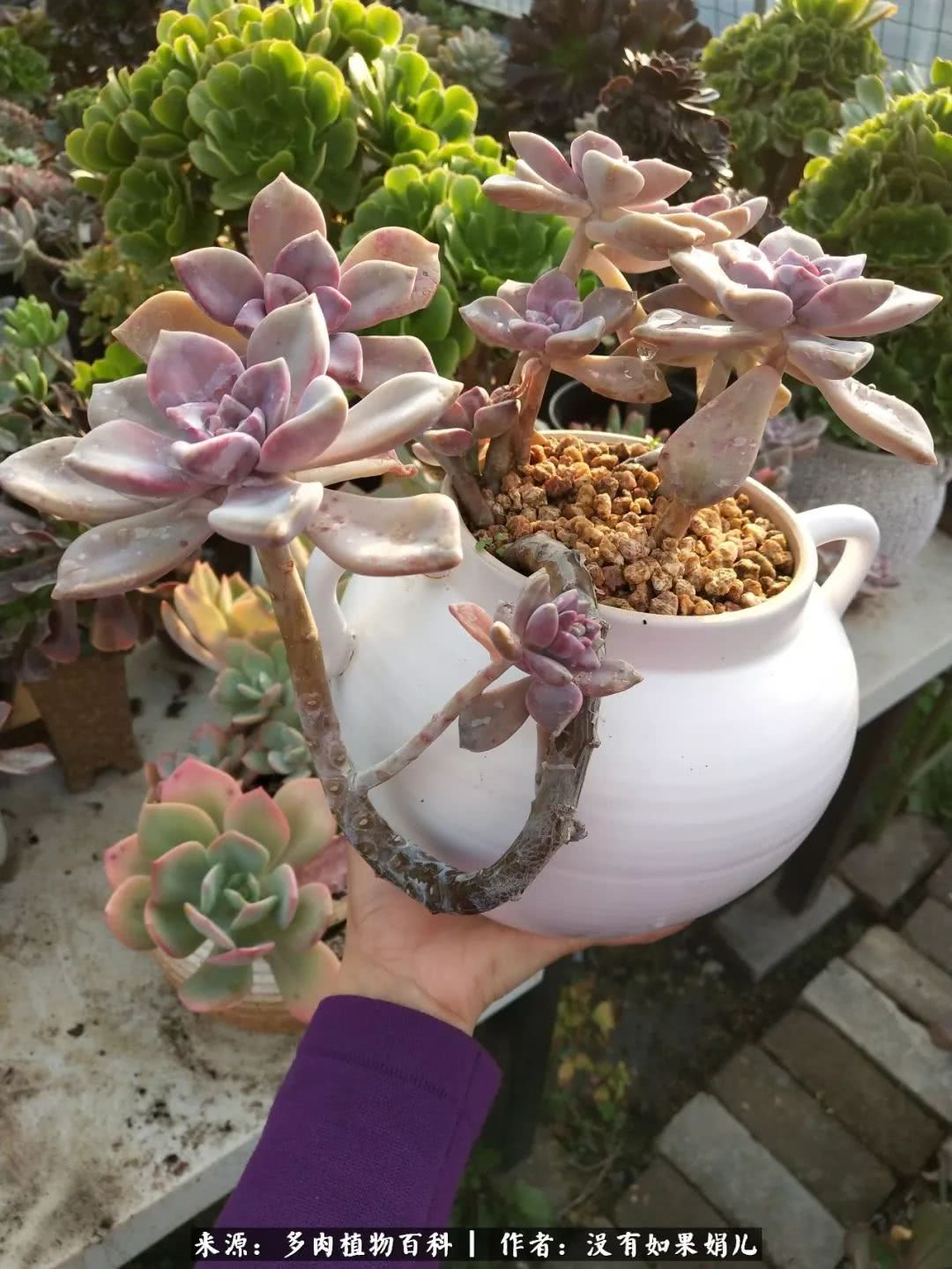 明人不说暗话，我为多肉而来！