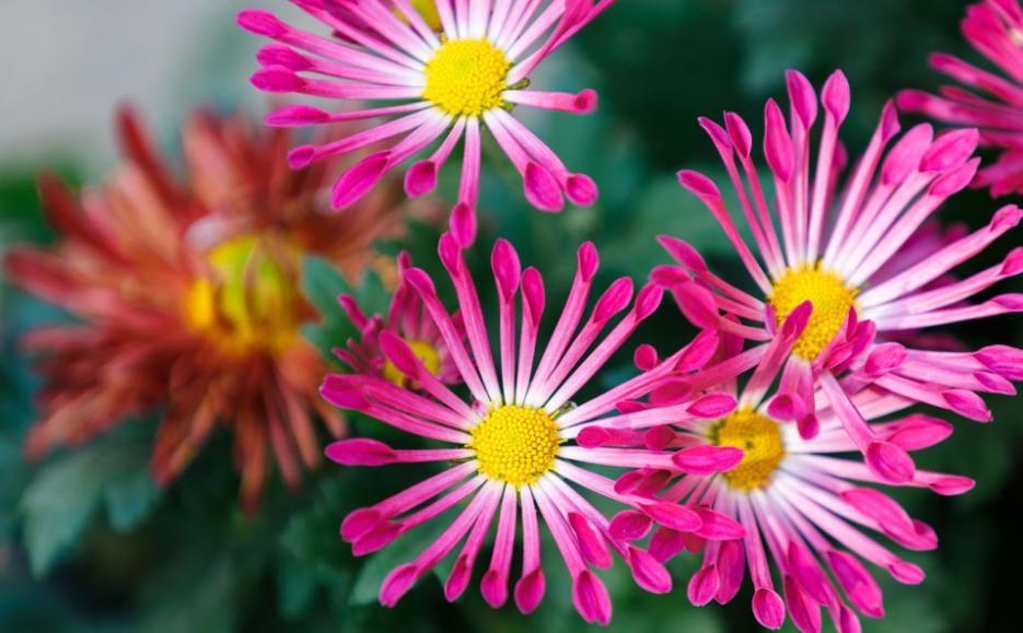 关于重阳赏菊花现代诗句,秋夜里赏菊花唯美诗句