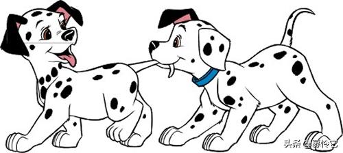 斑点狗怎么养才好,如何养好斑点狗