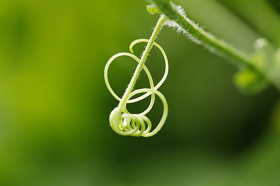 扫落叶的诗句,扫落叶优美诗句