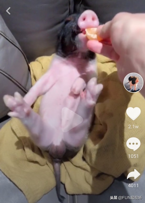 井柏然抖音小猪,井柏然给白敬亭送小猪佩奇