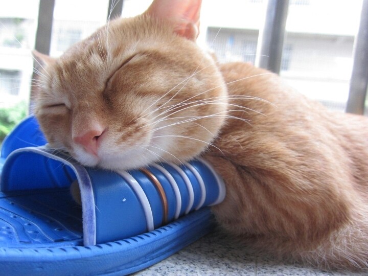 猫咪喜欢睡在你旁边说明什么,猫咪喜欢睡在主人身边什么意思