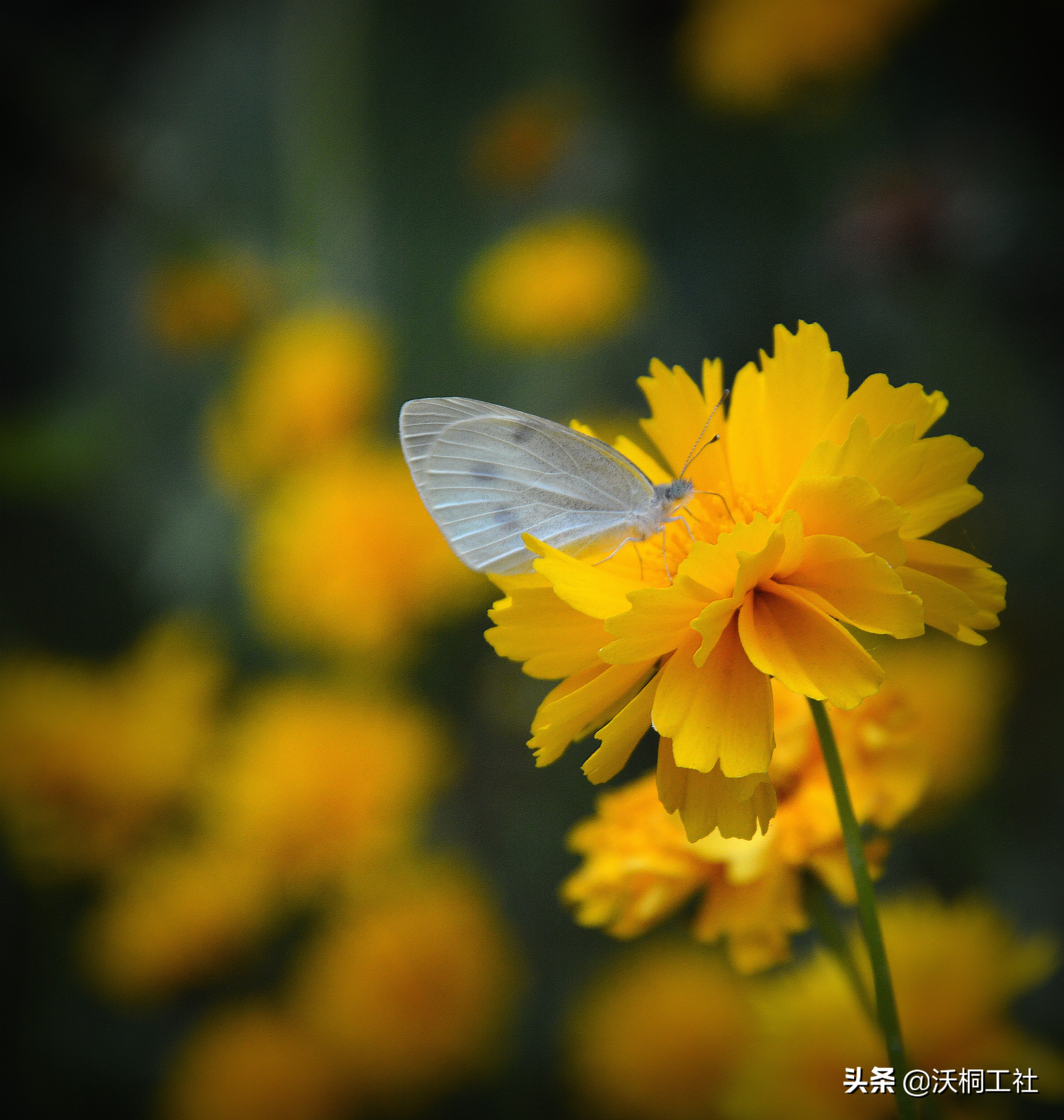 二十四节气花与诗感悟,二十四节气里的梅花诗句