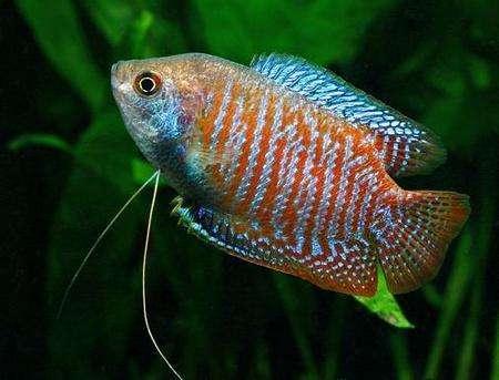 观赏鱼摇头摆尾怎么办,观赏鱼摇头晃脑怎么回事