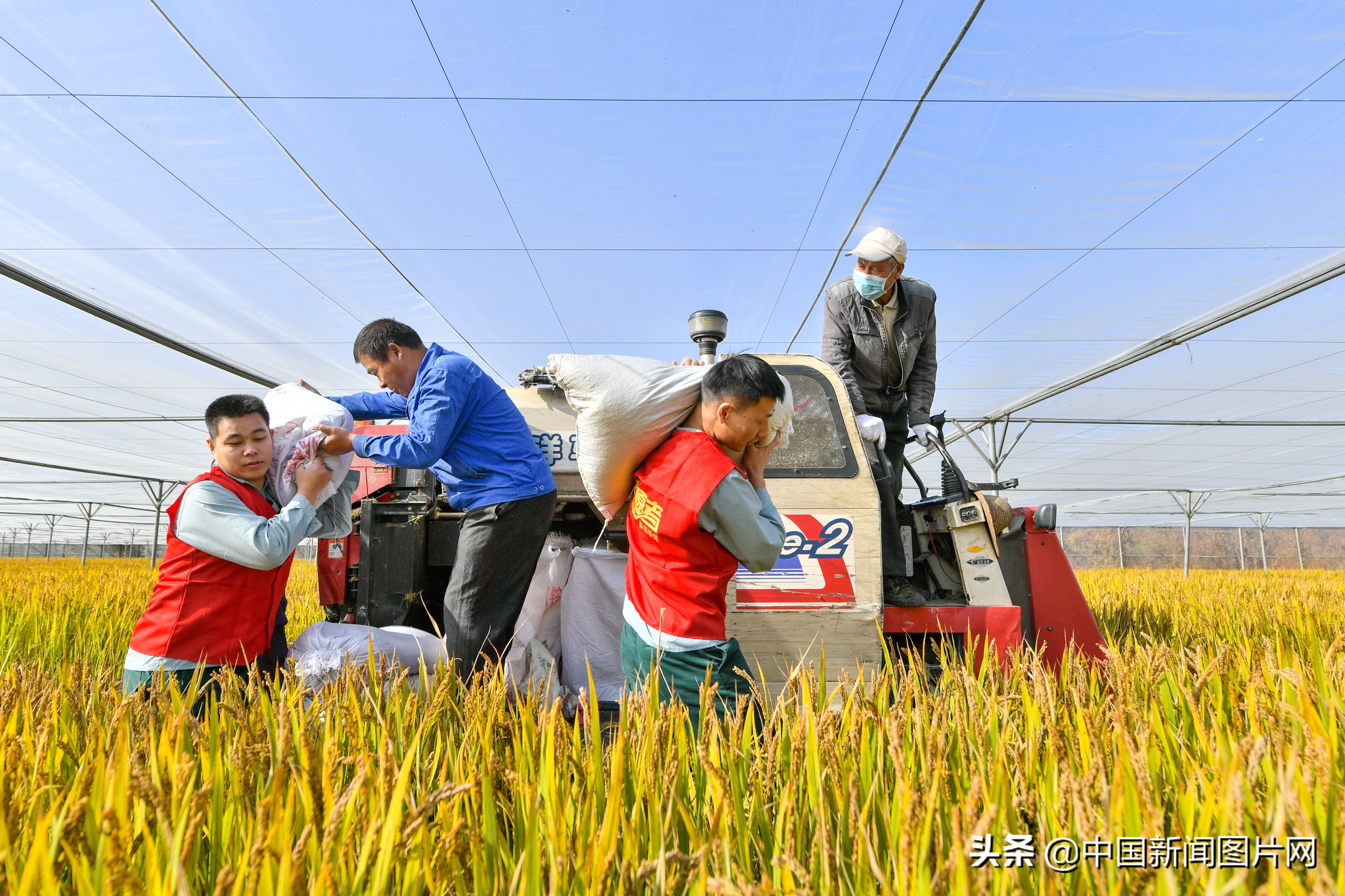 1000亩水稻一年纯利润,长兴百亩吊瓜收入