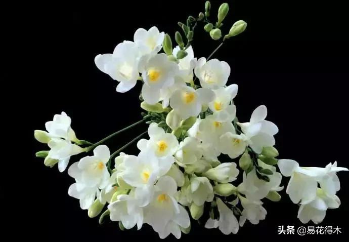 小苍兰前期花苞什么颜色,香雪兰的小苍兰怎么养