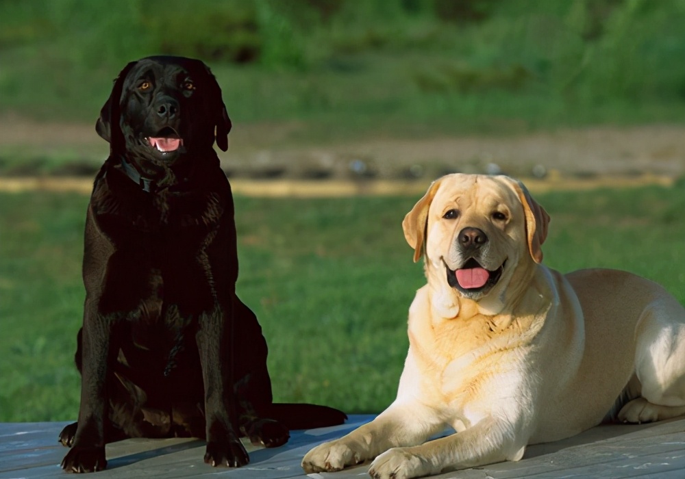 这6种狗高颜值性格好适合家里养,哪种狗性格比较温顺适合孩子养
