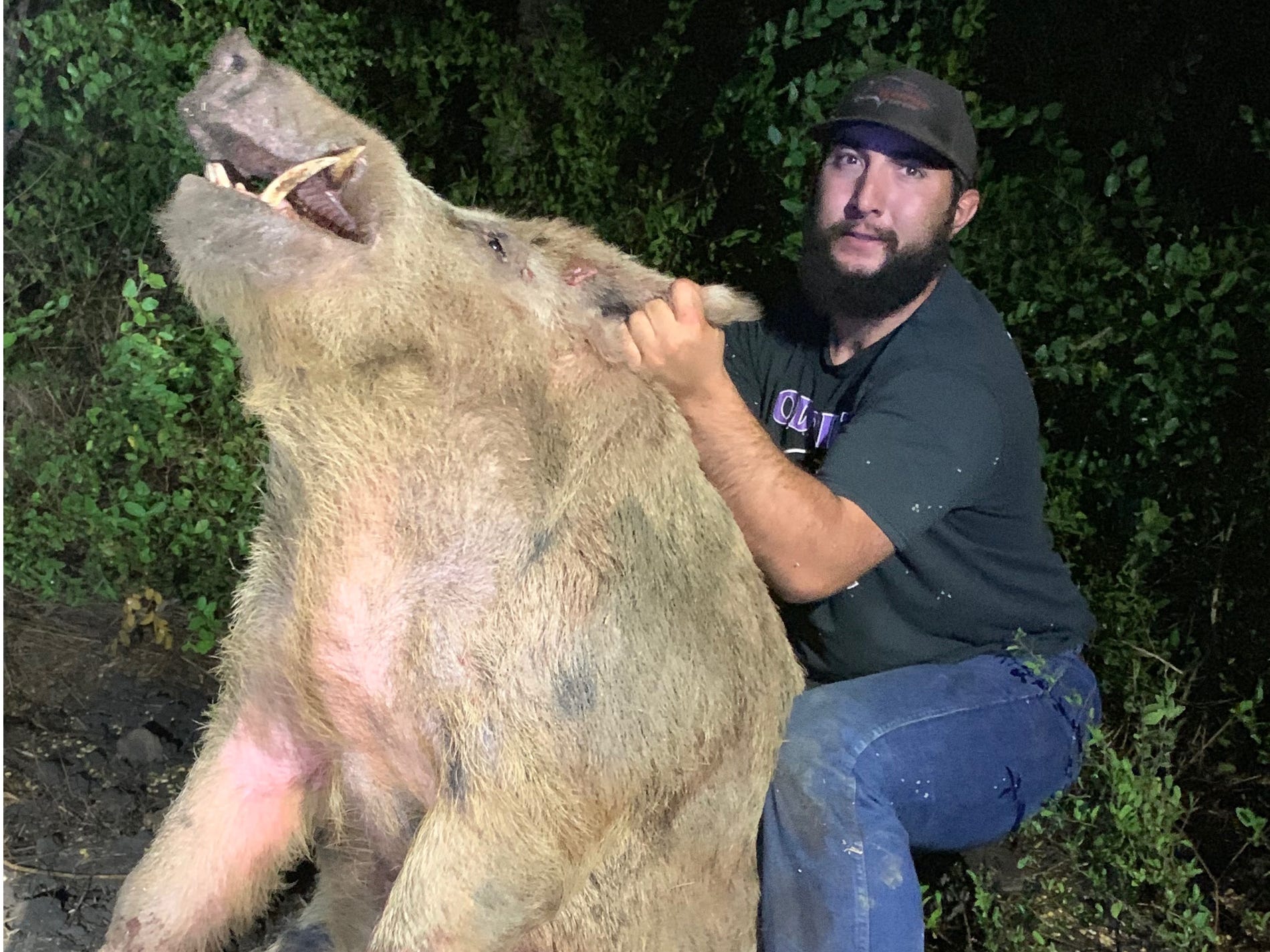 美国野猪泛滥成灾的真实原因,野猪泛滥成灾了家猪攻击野猪