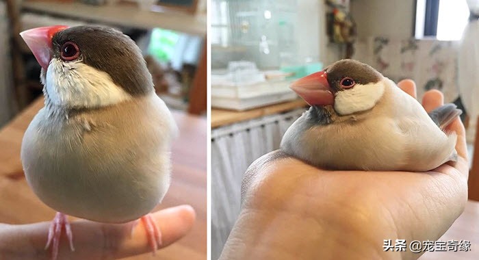 猫是液体动物还是软体动物,猫是液体做的动物