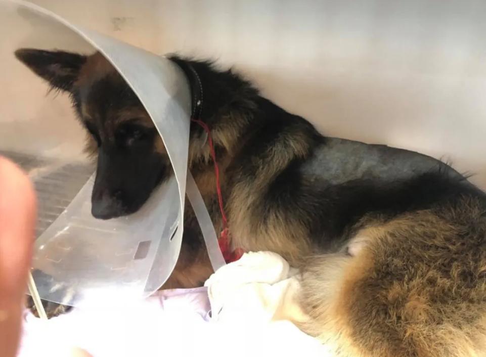 德牧照顾受伤的主人,德牧残疾