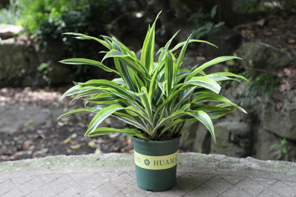 巴西木的叶子太长怎样修剪,巴西木发芽徒长了可以修剪吗