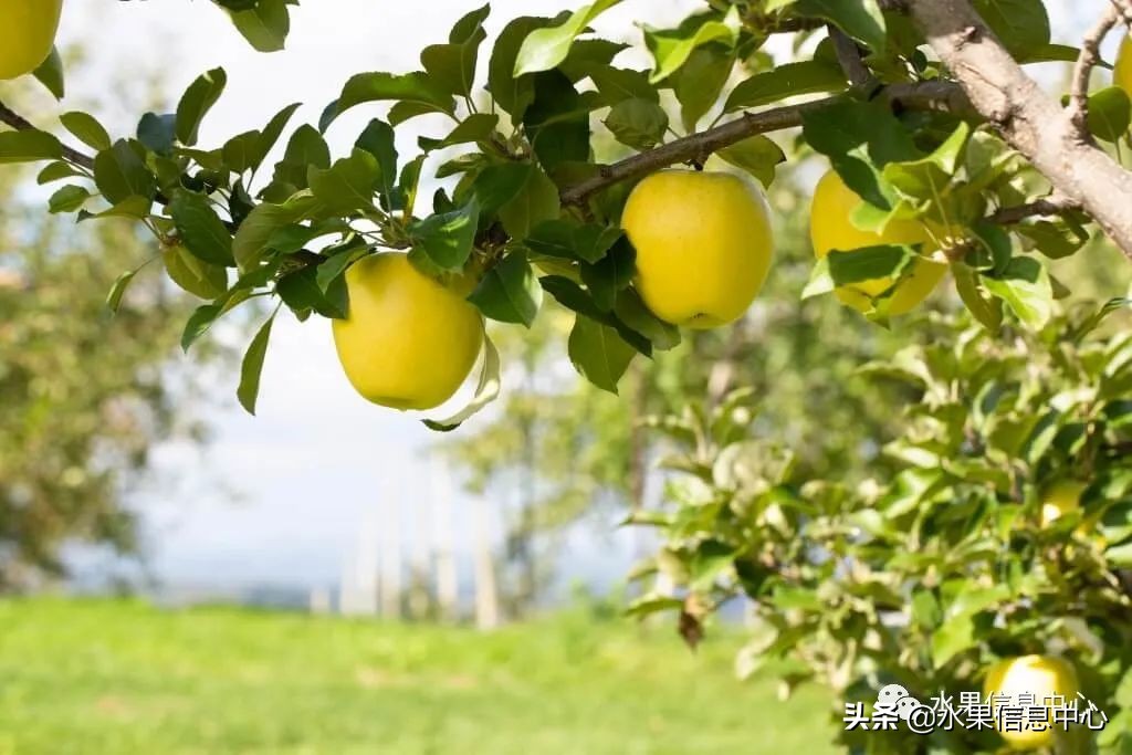 为什么日本苹果质量比中国的好,日本青森苹果种植