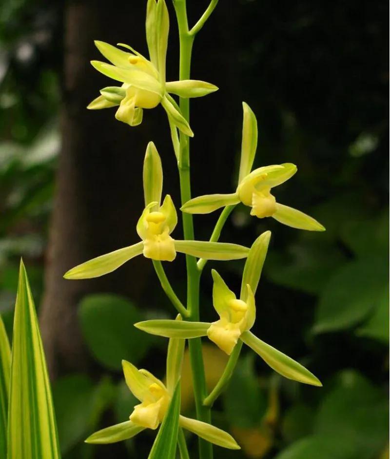 十大值得养的兰花有哪些,适合家庭养的兰花品种大全图