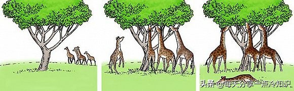 长颈鹿动物冷知识,长颈鹿有趣冷知识