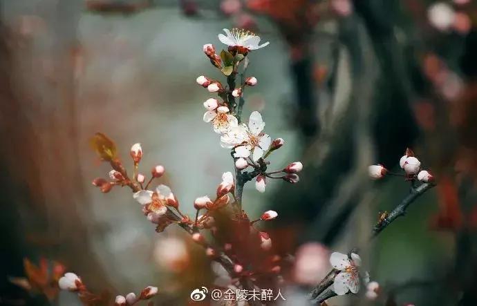 濡備綍鍖哄垎妯辫姳妗冭姳姊ㄨ姳鏉忚姳娴锋,妯辫姳妗冭姳鏉庤姳鏉忚姳濡備綍鍖哄垎