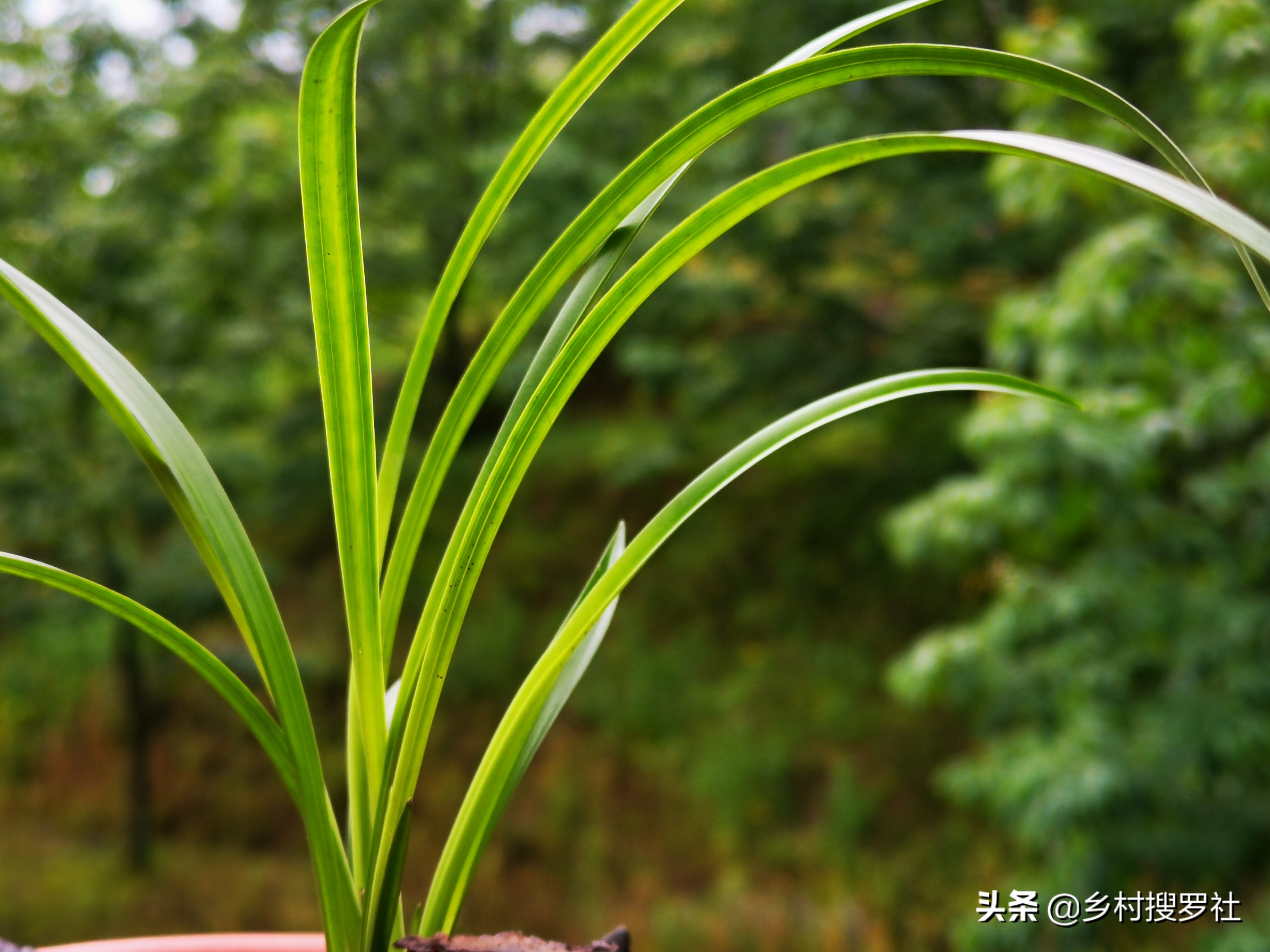 根系不好的兰花新上盆多久服盆,十月初上盆的兰花一周能服盆吗