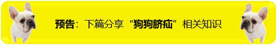 养猫家庭常备药箱多大合适,养猫小药箱