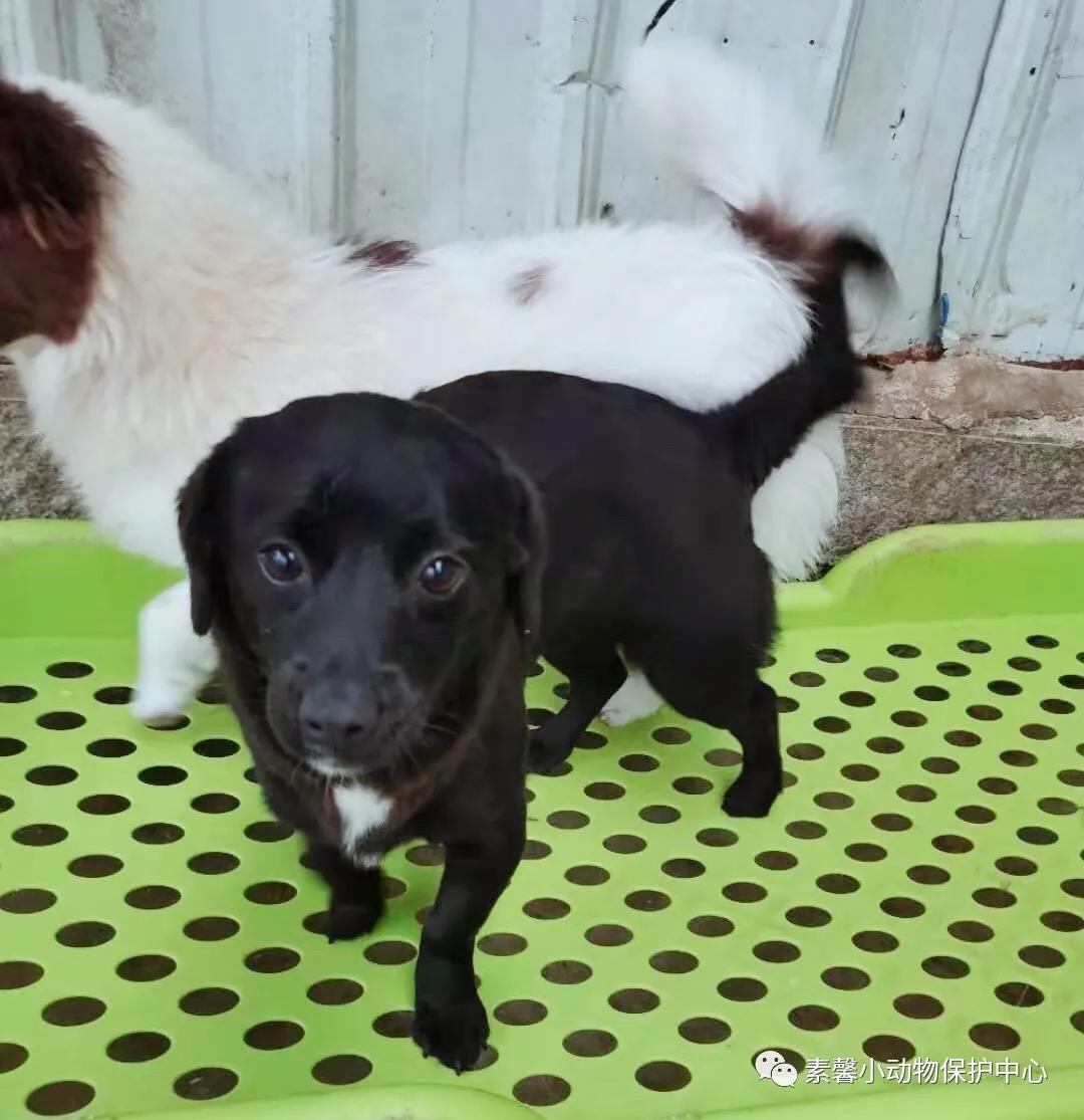 领养代替购买|2021年6月份福州线上宠物领养活动