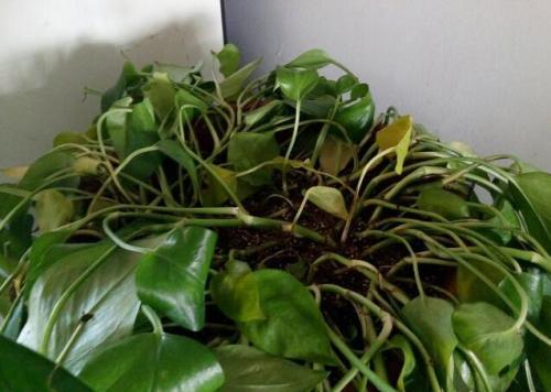 金钻绿萝喜光还是喜阴,大叶绿萝是喜光植物吗