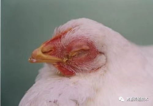 鸡出现肿头肿脸喂什么药,如何治疗鸡肿头肿脸