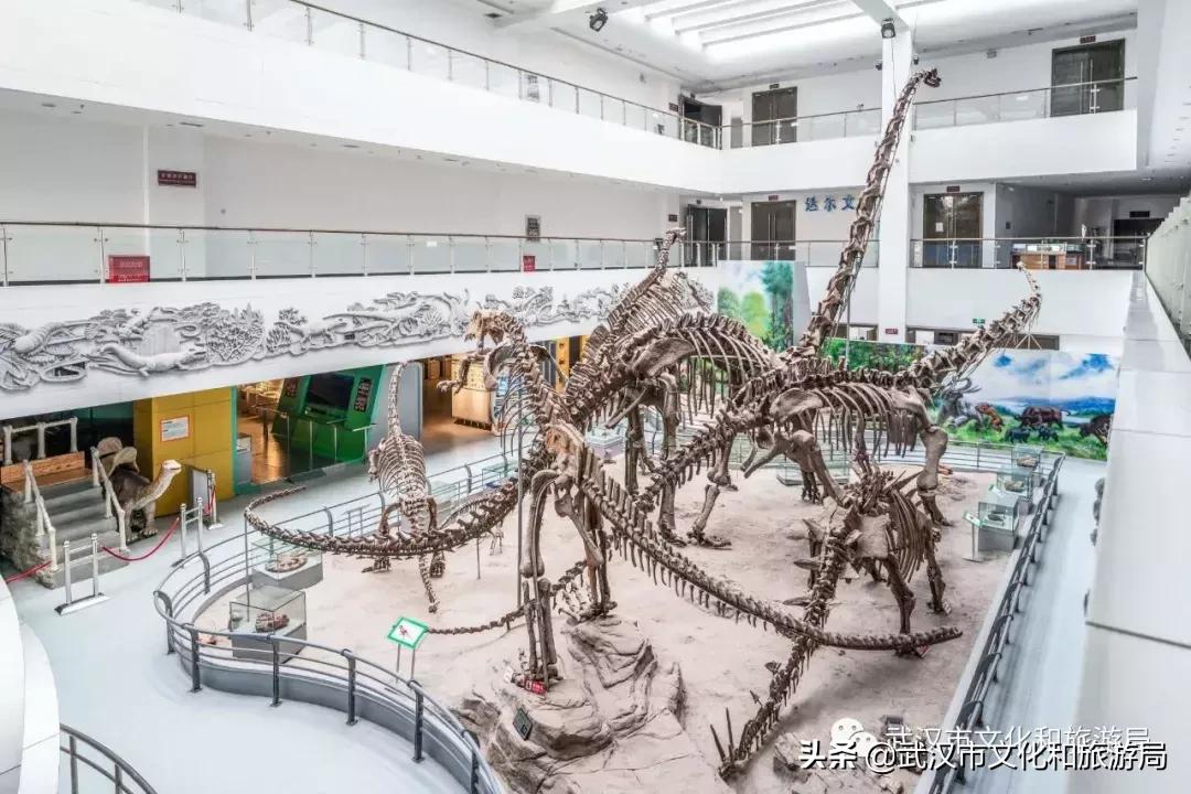 武汉奇特博物馆,武汉奇妙博物馆