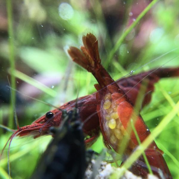 养米虾的流程和方法,养米虾用什么过滤