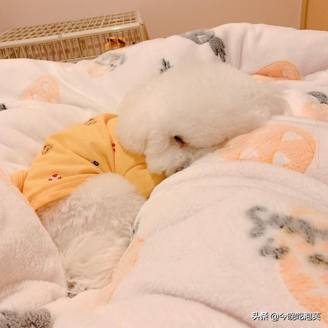 比熊犬美容一次大概多少钱,茶杯比熊犬几个月能美容