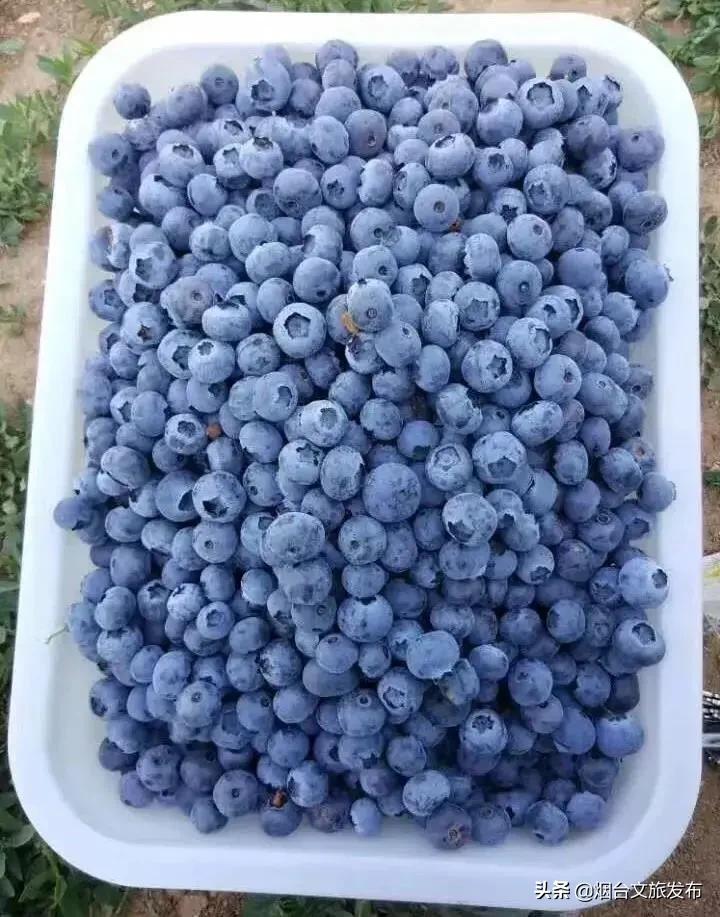 烟台蓝莓采摘园,烟台摘蓝莓的地方