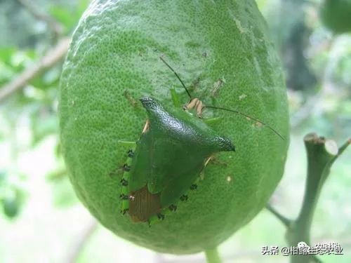 10类常见虫害高清图谱含防治方案,20种病虫害防治集合