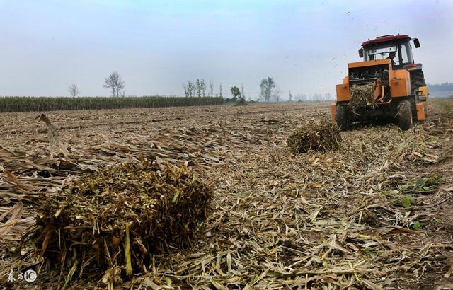 西红柿移栽后秧苗不长叶片萎蔫,西红柿移栽后叶子不伸展