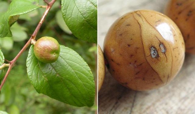 菩提子为什么是有香味儿的,你知道菩提子是什么吗