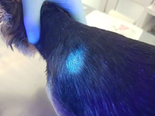 怀疑猫咪身上有虫怎么检查,怀疑猫咪有猫癣怎么办