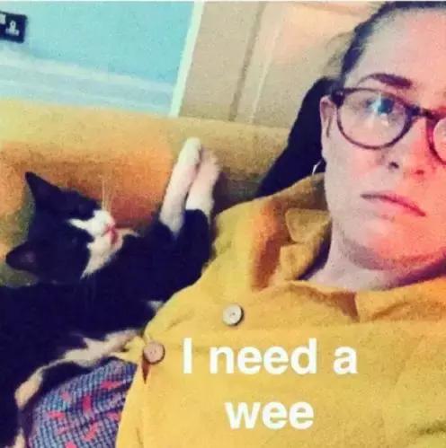 养猫党的十件事,新手养猫必须做的十件事